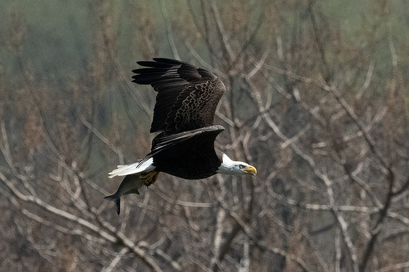Eagles Conowingo Dam