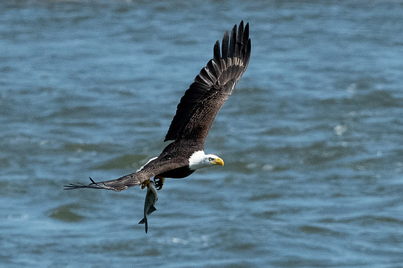Eagles Conowingo Dam