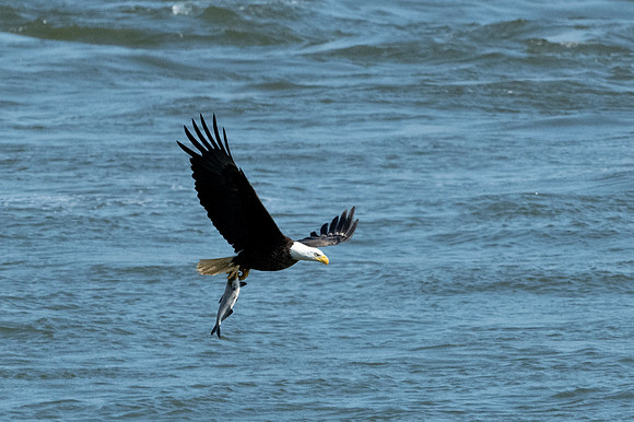 Eagles Conowingo Dam