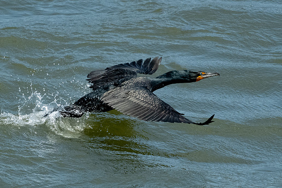 Double-crested Cormorant Conowingo Dam