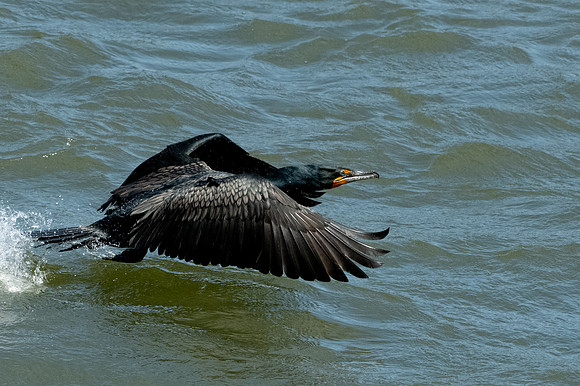 Double-crested Cormorant