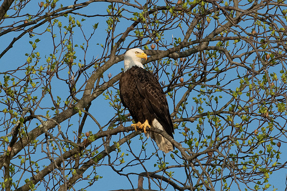 Eagles Conowingo Dam