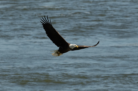 Eagles Conowingo Dam
