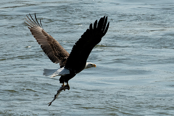 Eagles Conowingo Dam