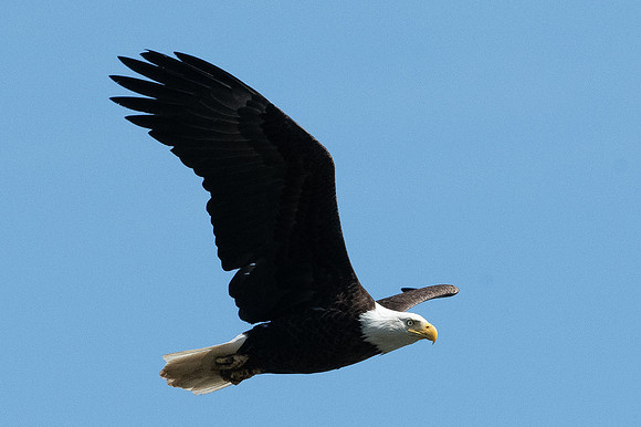 Eagles Conowingo Dam