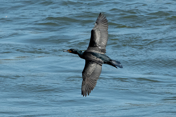 Double-crested Cormorant Conowingo Dam