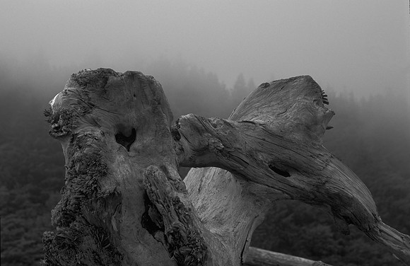 Realto Beach Olymbic National Park Washington