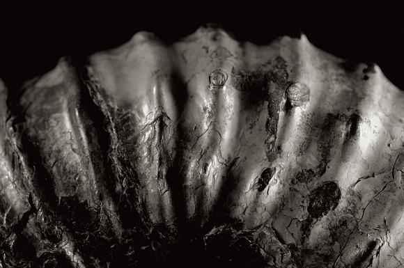Ammonite
