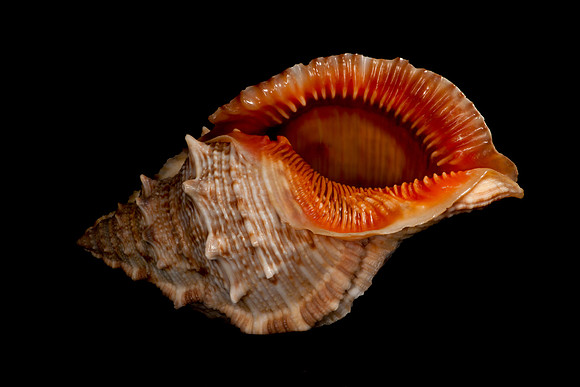 Seashell #1
