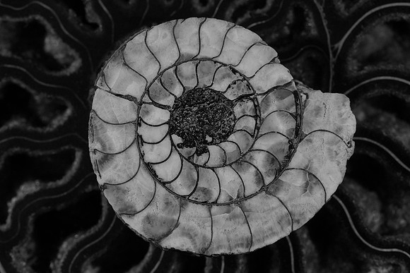 Ammonite #6