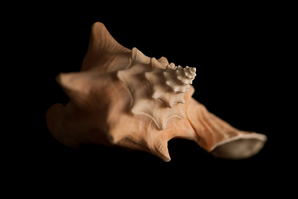 Fine Art Seashell Photograph