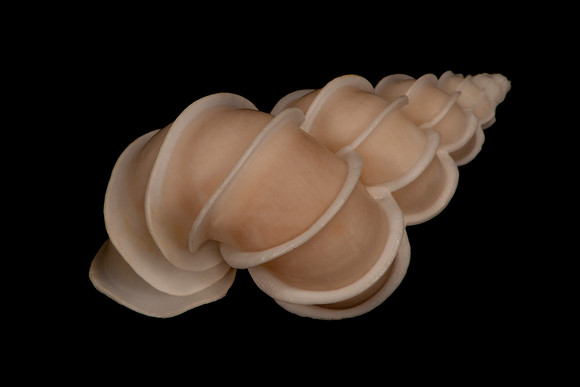 Fine Art Seashell Photograph