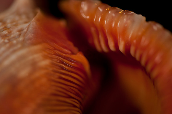 Fine Art Seashell Photograph